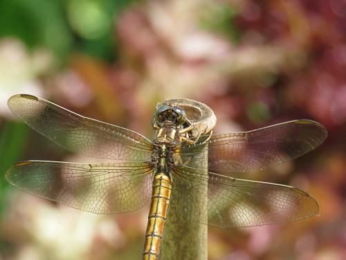 Orthetrum coerulescens
